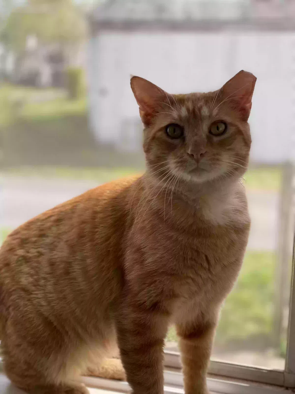Lost cat in New Cumberland, PA, 17070