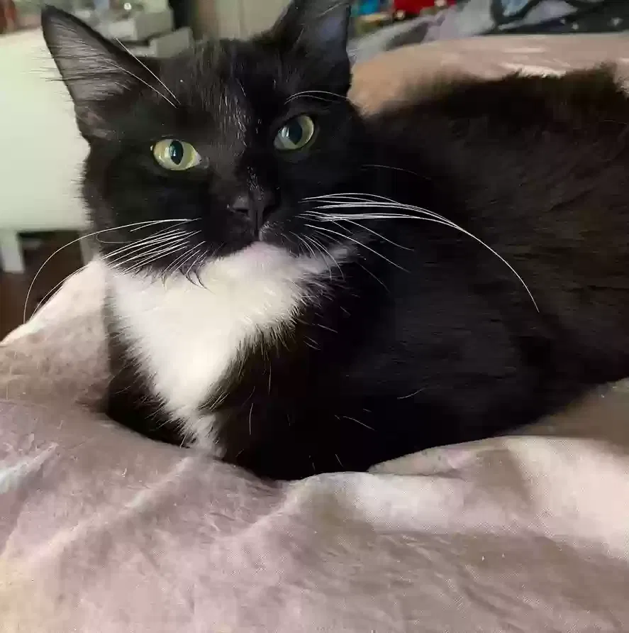 Lost cat in Chambersburg, PA, 17201