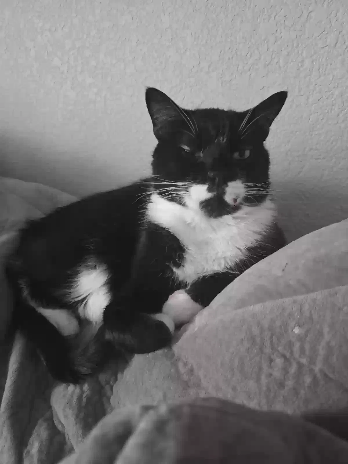 Lost cat in Colorado Springs, CO, 80917