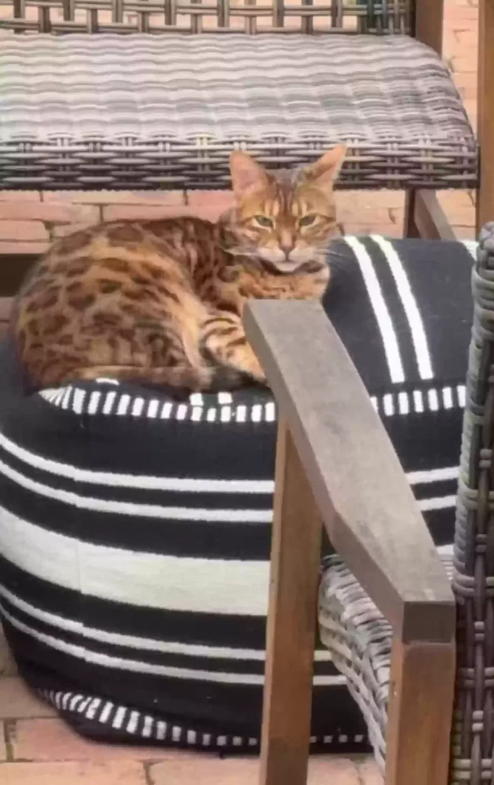 Lost cat in Royal Oak, MI, 48073