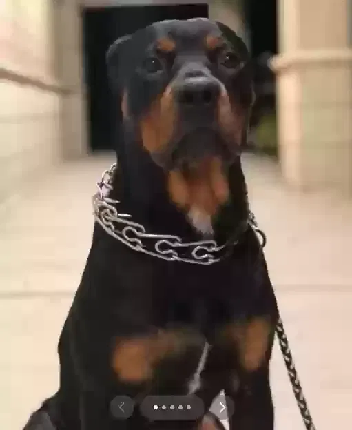 Lost dog in Anchorage, AK, 99501