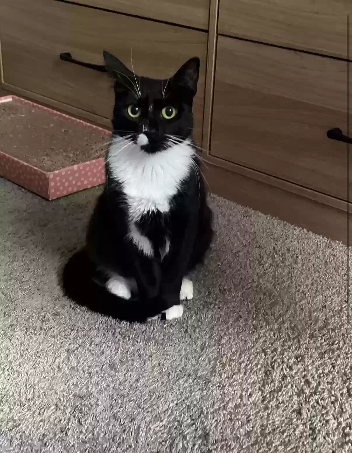 Lost cat in Pacific, MO, 63069