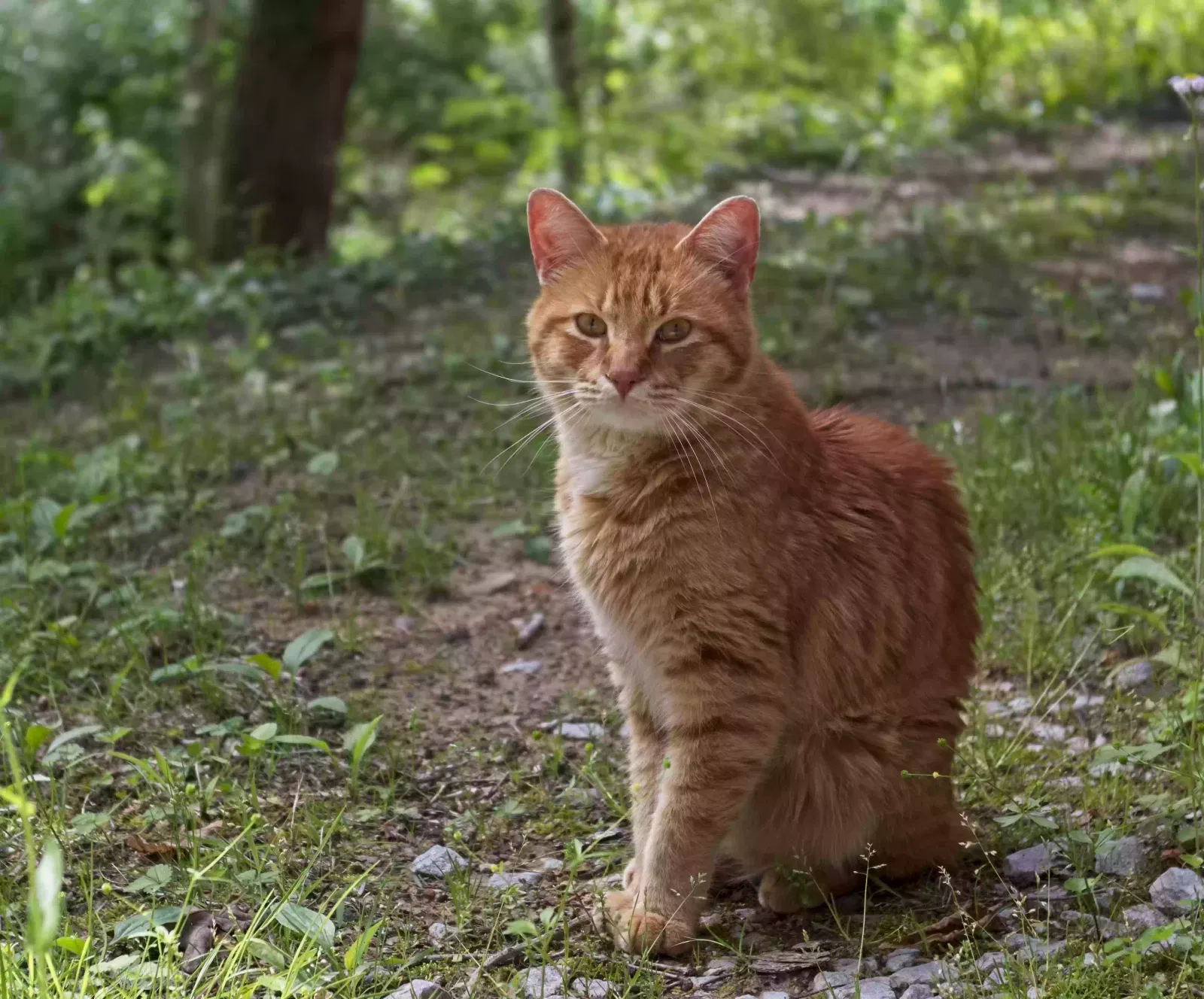 Found cat in Crossville, TN, 38555