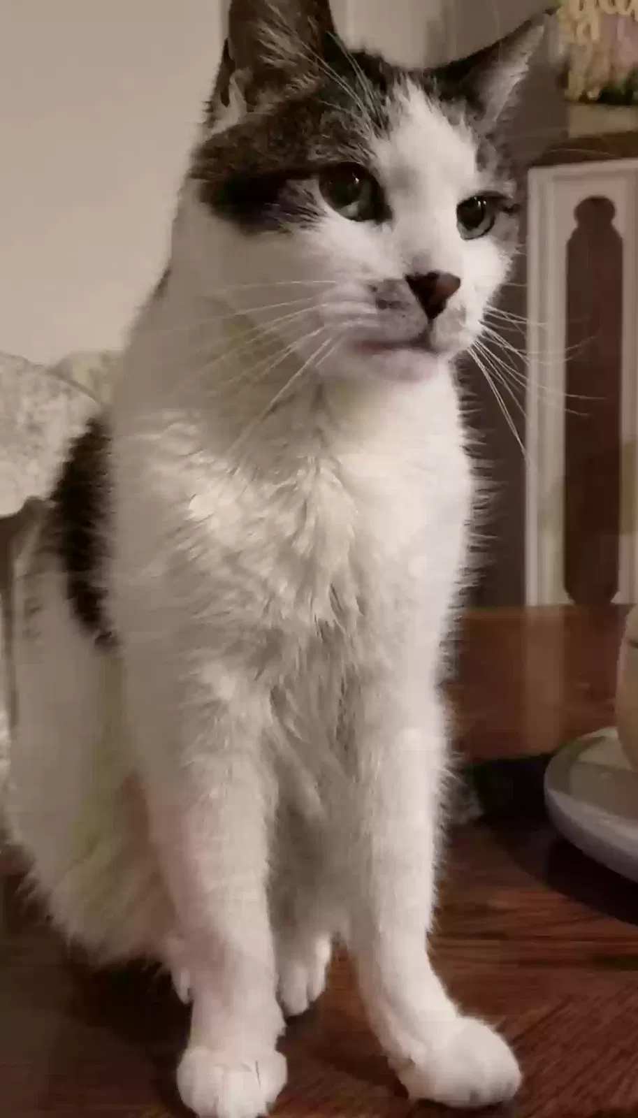 Lost cat in San Antonio, TX, 78252