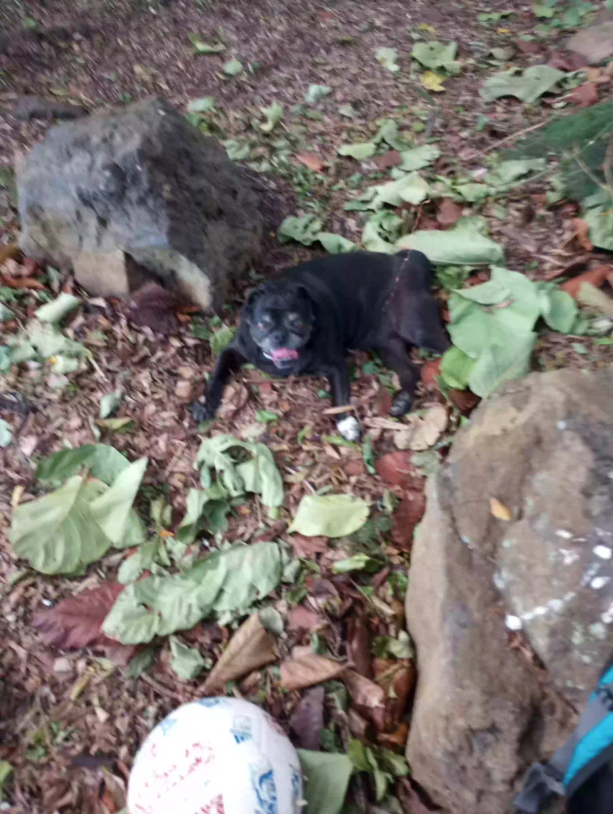 Lost dog in Honolulu, HI, 96822