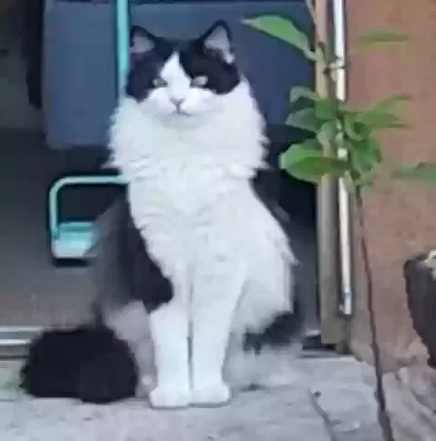 Lost cat in Santa Fe, NM, 87501