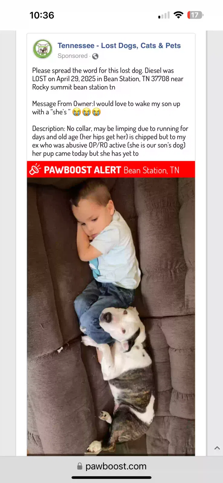 Lost dog in Bean Station, TN, 37708