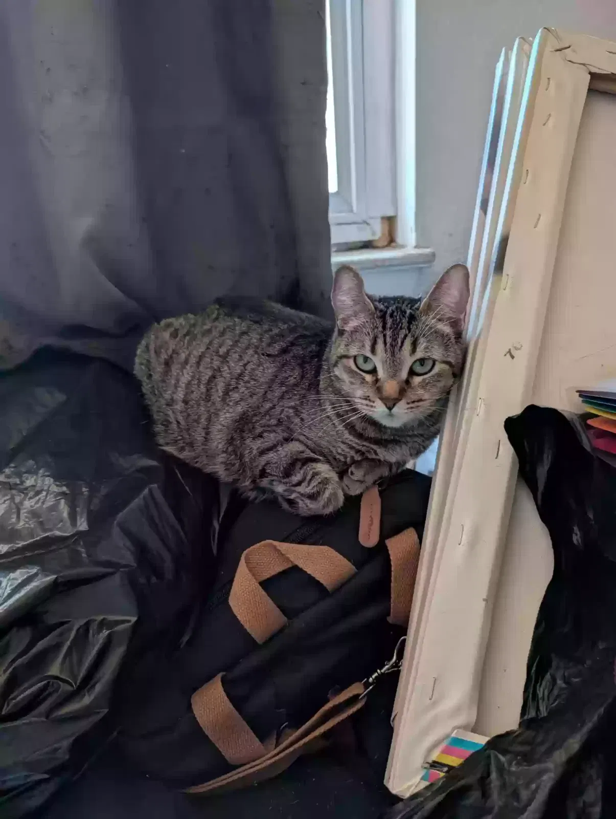 Lost cat in Victorville, CA, 92394