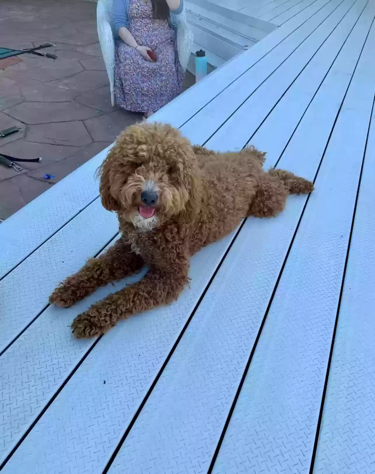 Lost dog in Jarrettsville, MD, 21084