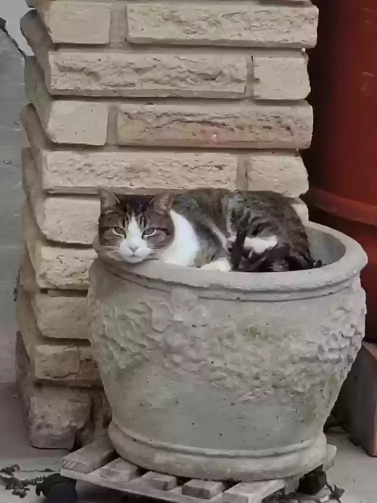 Lost cat in Lafayette, LA, 70503