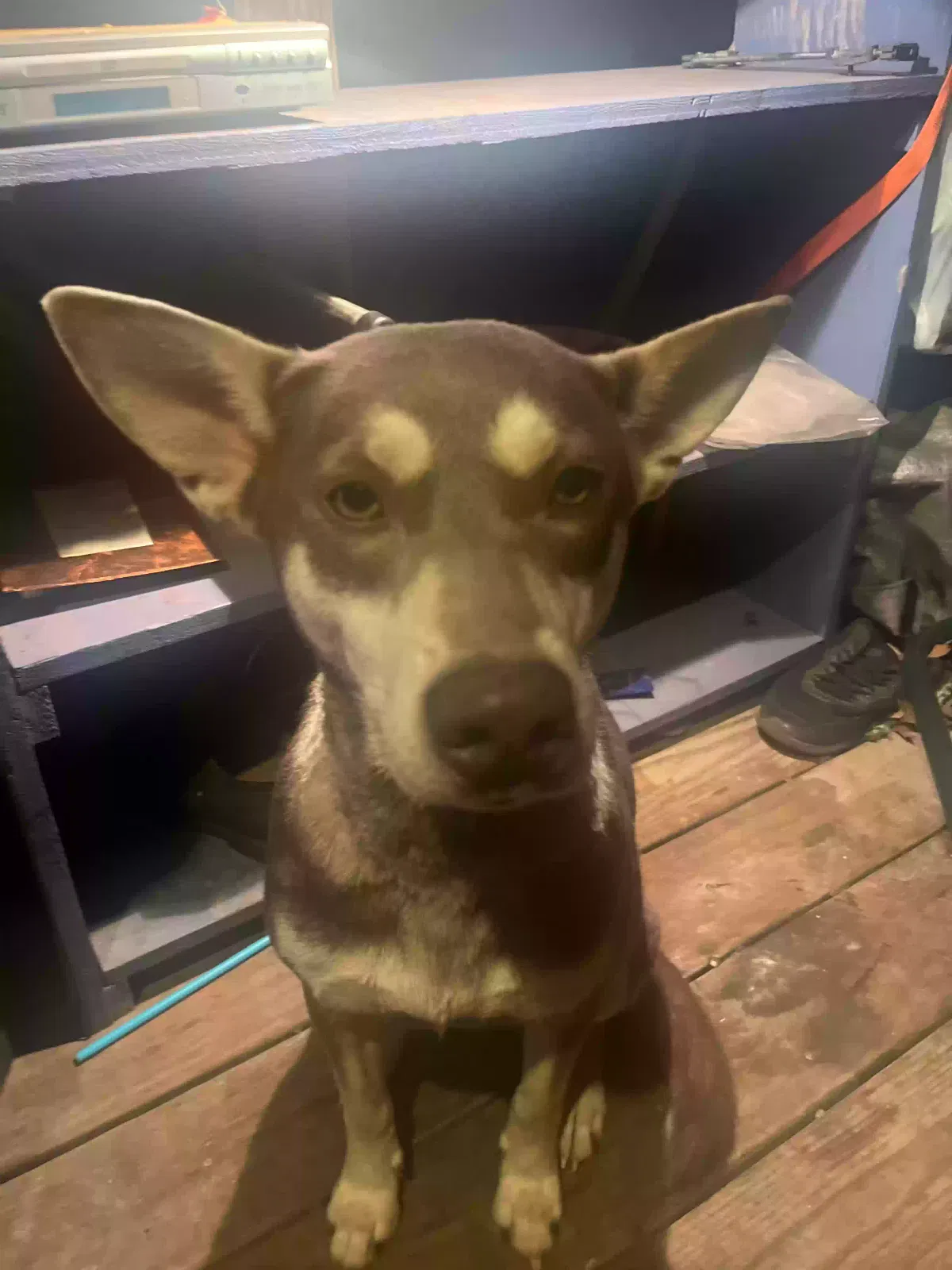 Lost dog in Baton Rouge, LA, 70811