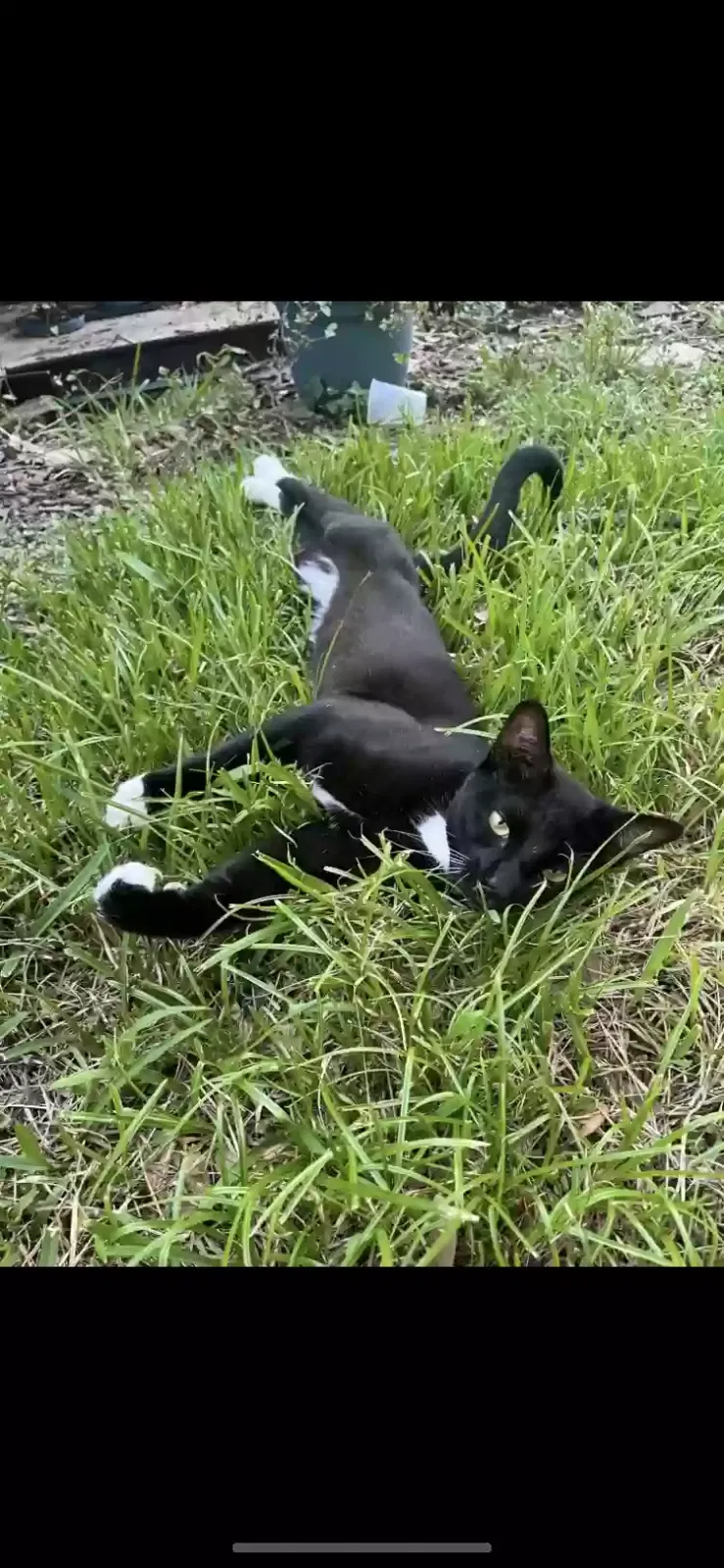 Lost cat in Missouri City, TX, 77459