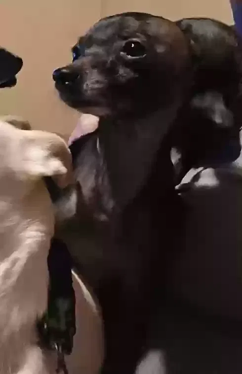 Lost dog in Pensacola, FL, 32505