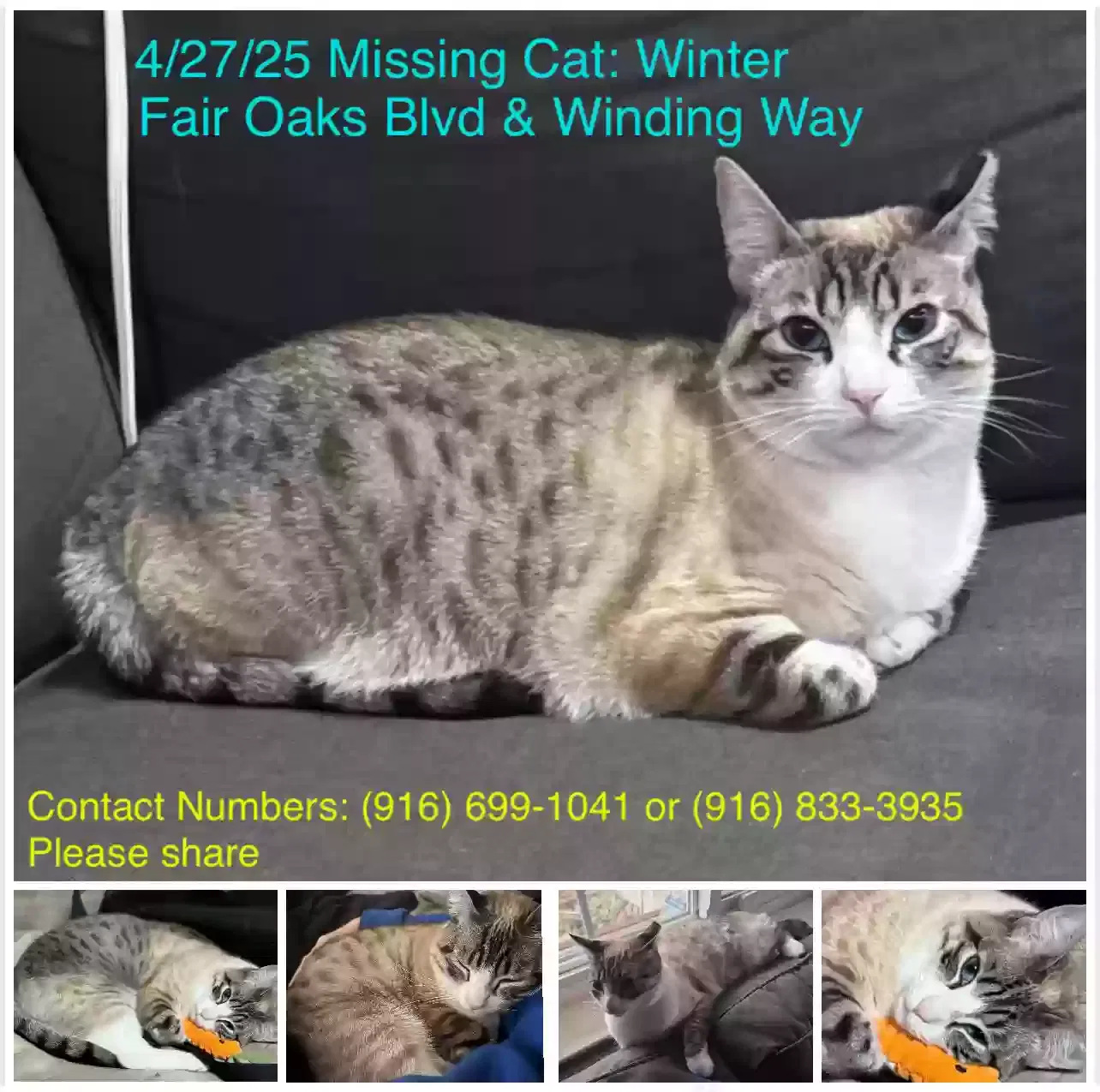 Lost cat in Fair Oaks, CA, 95628