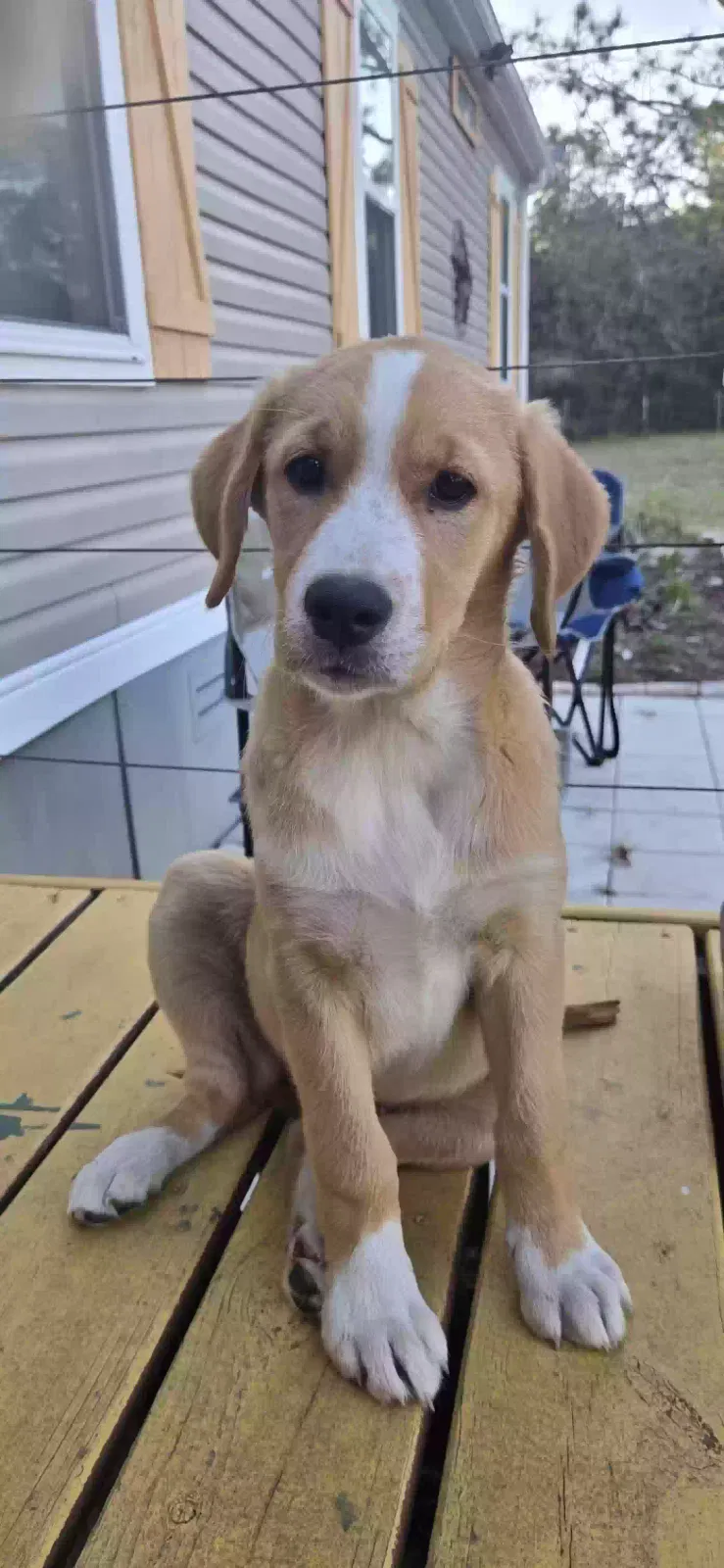 Lost dog in Sebring, FL, 33875