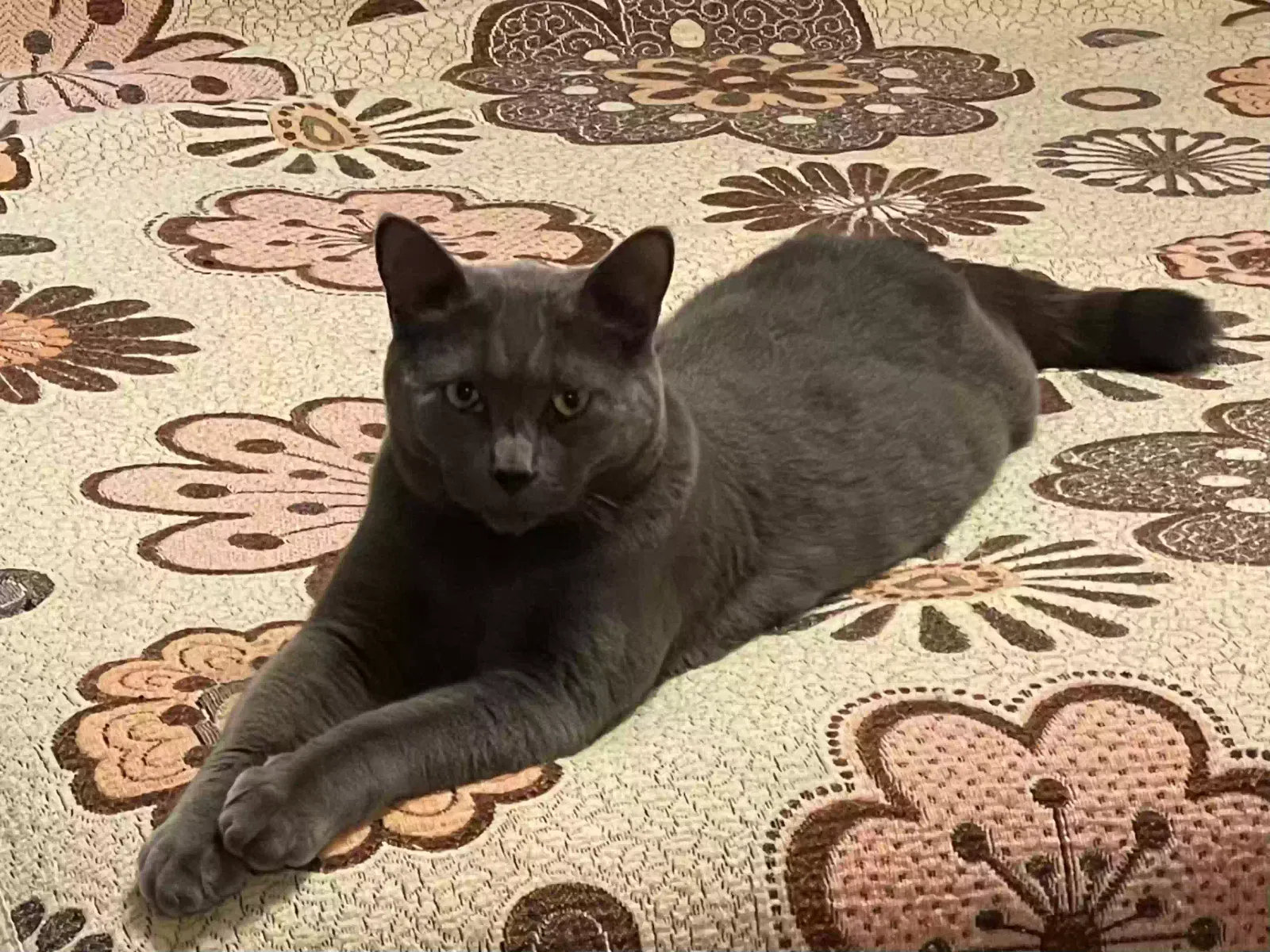 Lost cat in Rosemount, MN, 55068