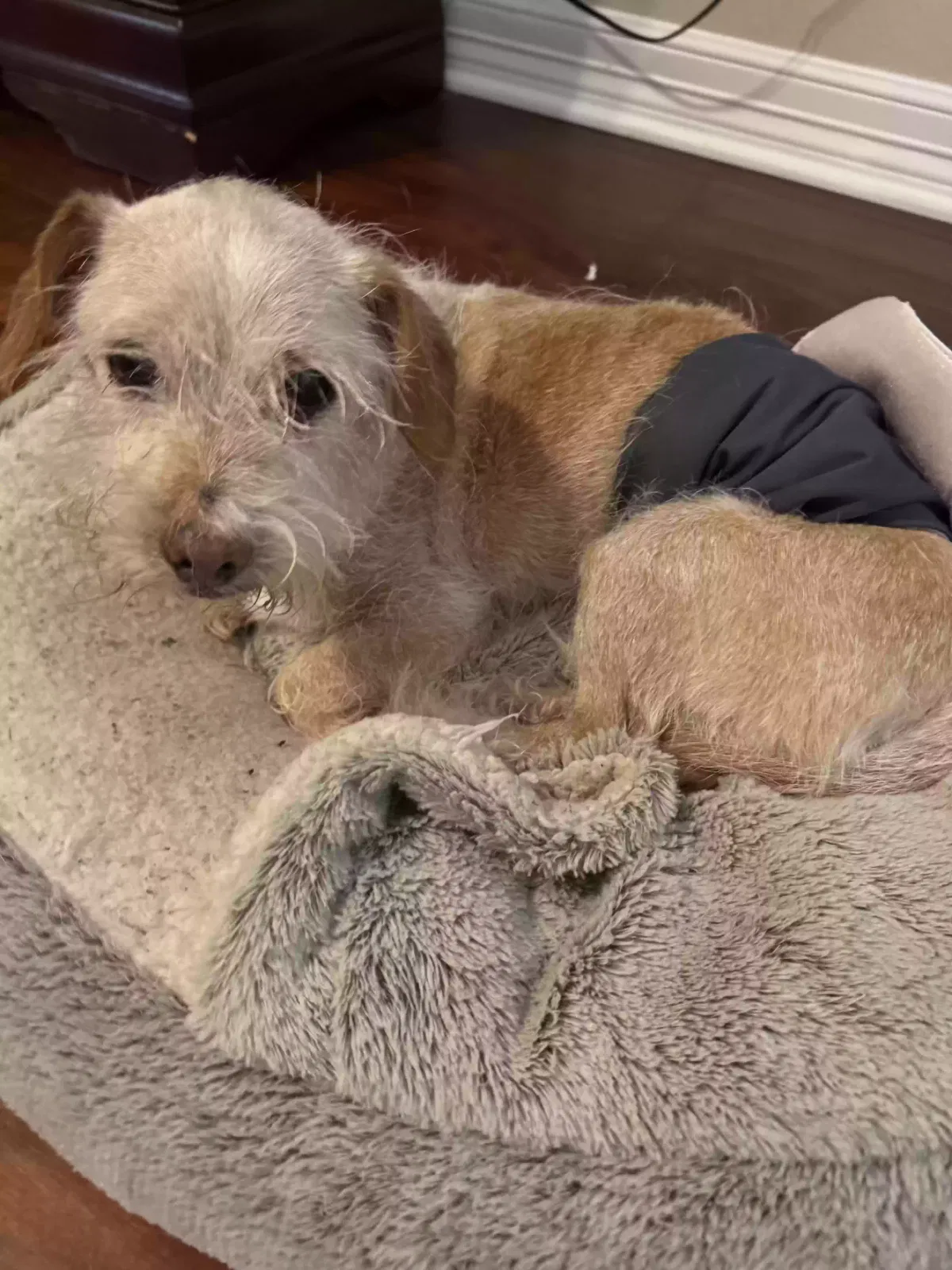 Lost dog in Austin, TX, 78717