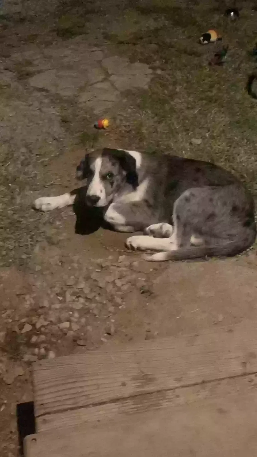 Lost dog in Depew, OK, 74028