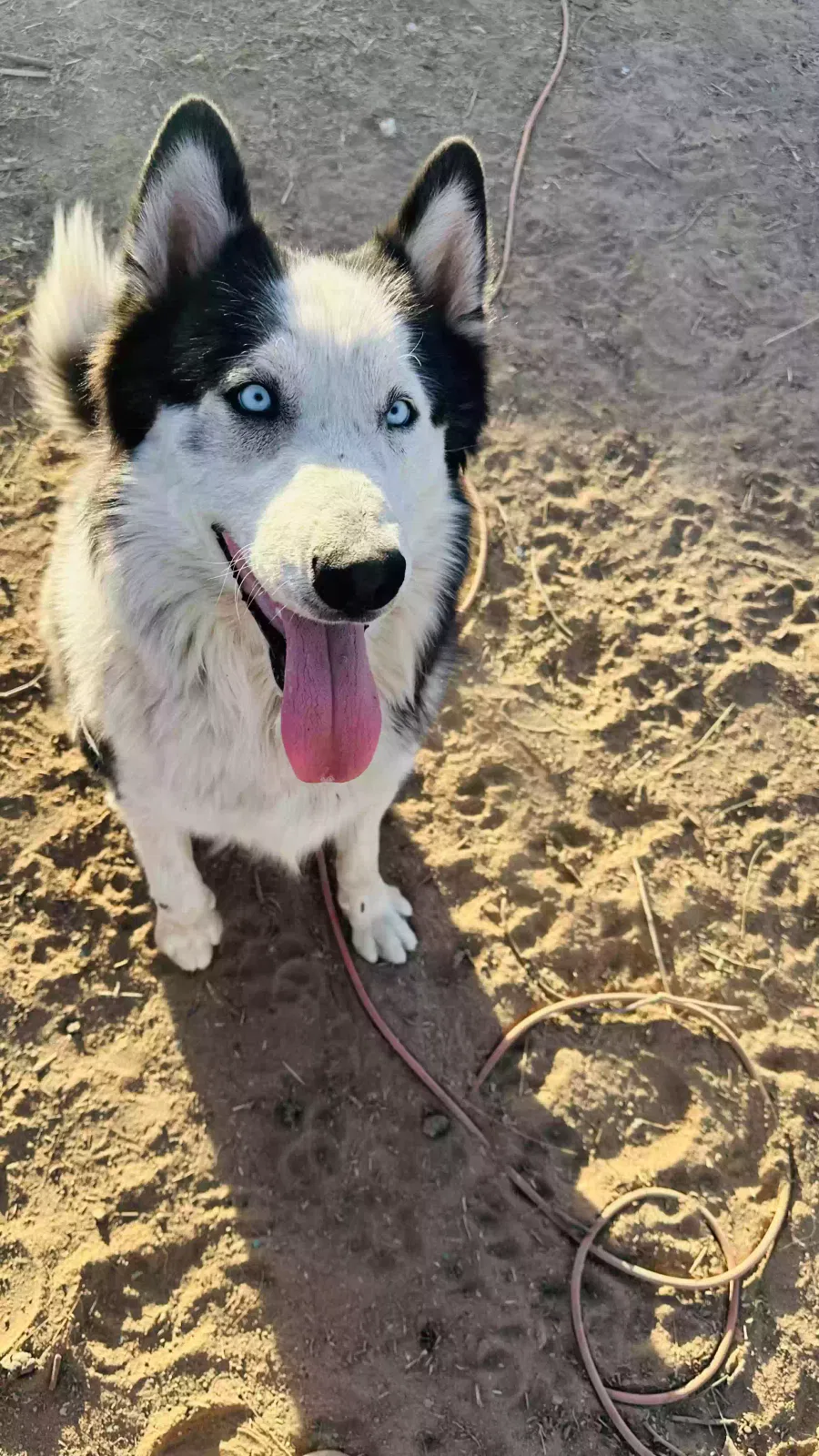 Lost dog in Phoenix, AZ, 85040