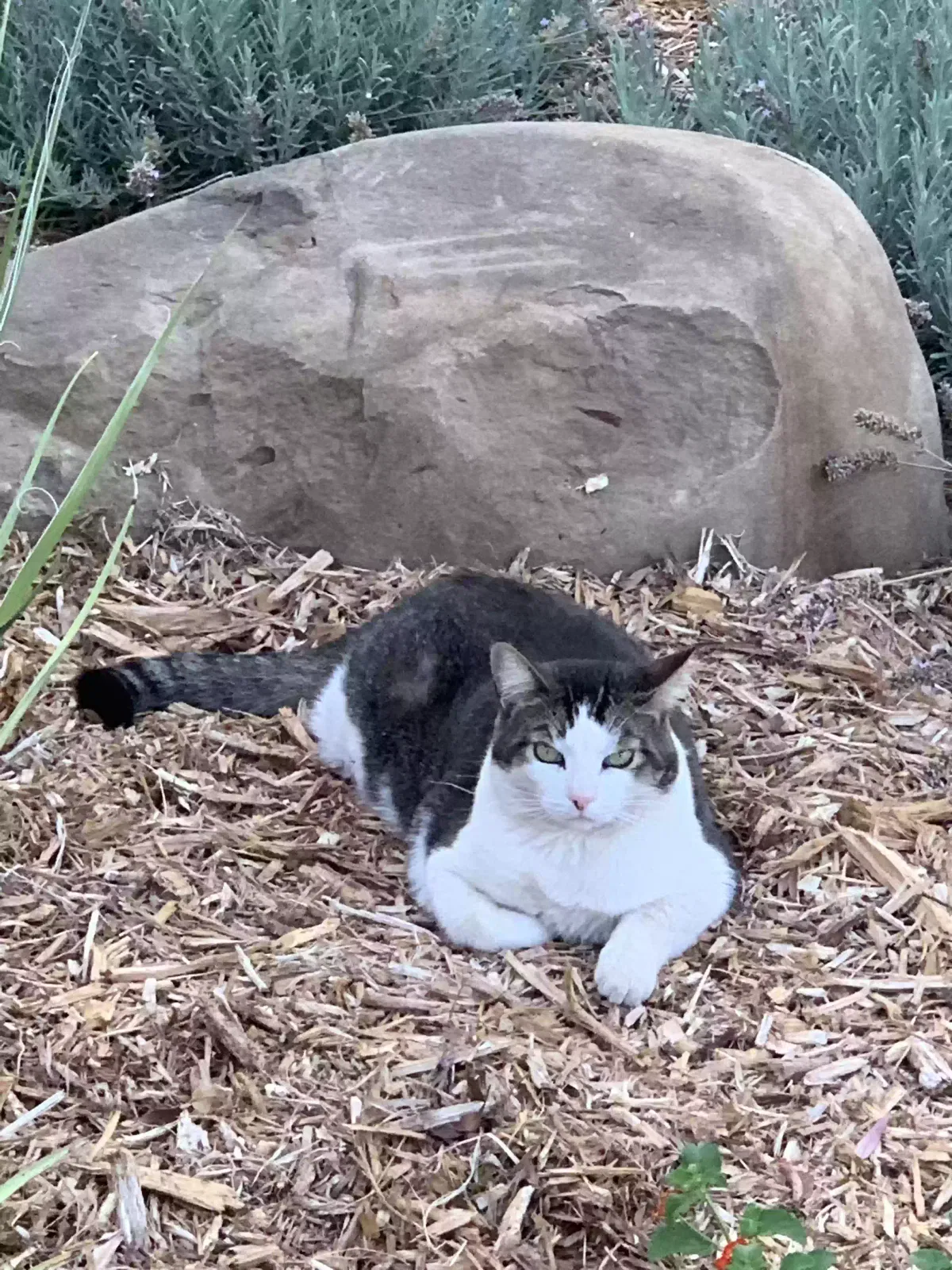 Lost cat in Vacaville, CA, 95688