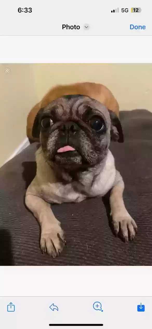 Lost dog in Dallas, TX, 75224