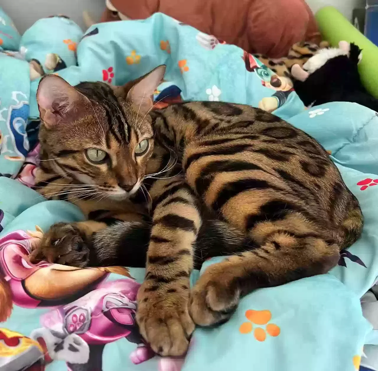 Lost cat in Wesley Chapel, FL, 33545