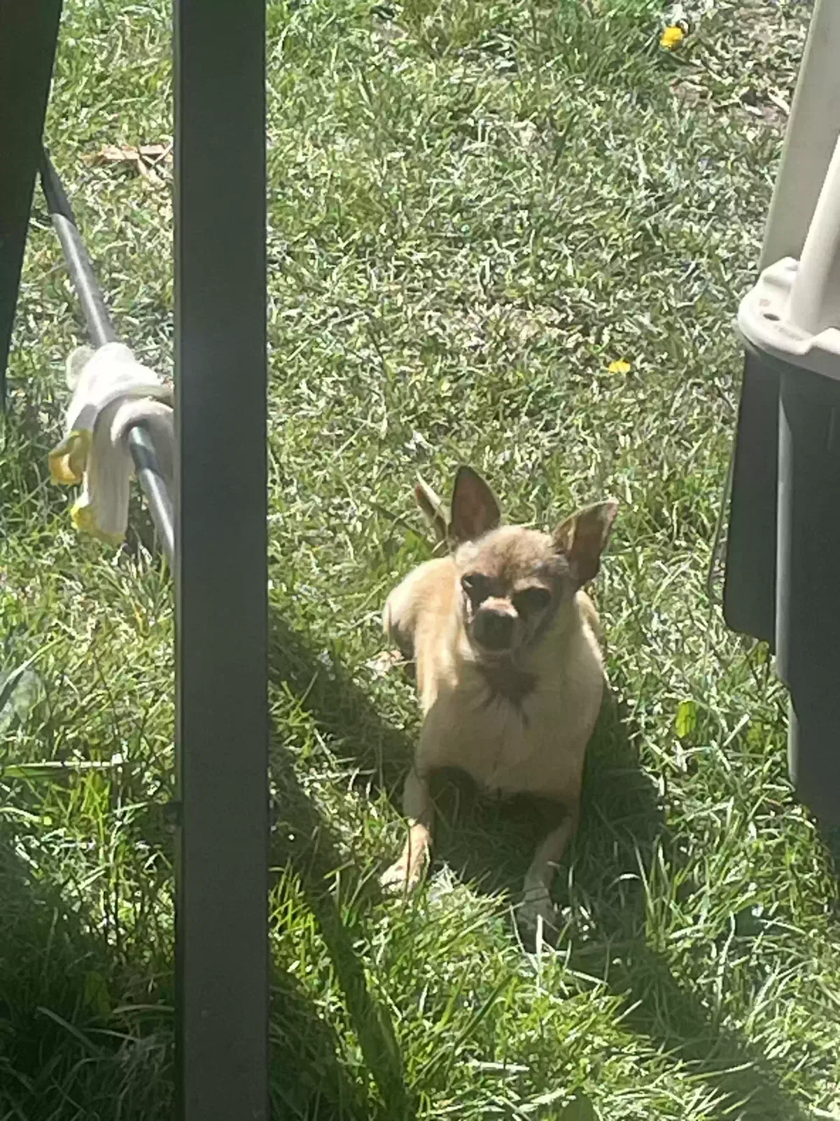Lost dog in Denver, CO, 80219