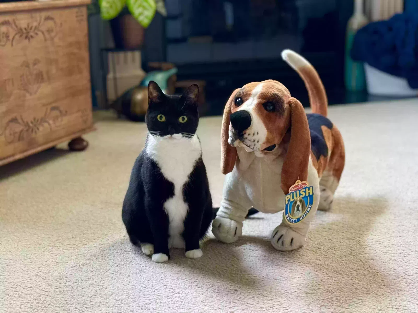 Lost cat in Mountville, PA, 17554