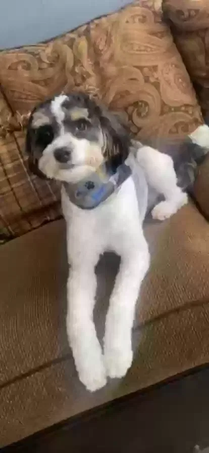 Lost dog in Las Vegas, NV, 89142