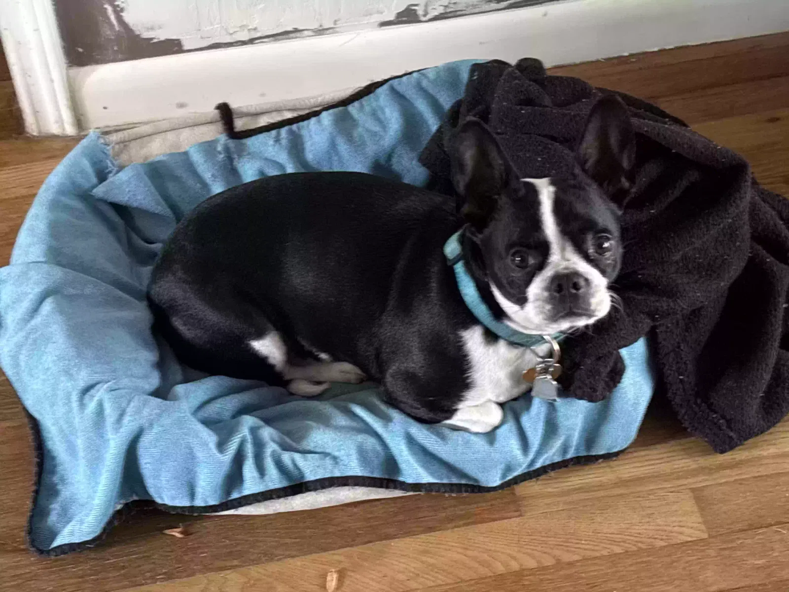 Lost dog in Stafford, TX, 77477
