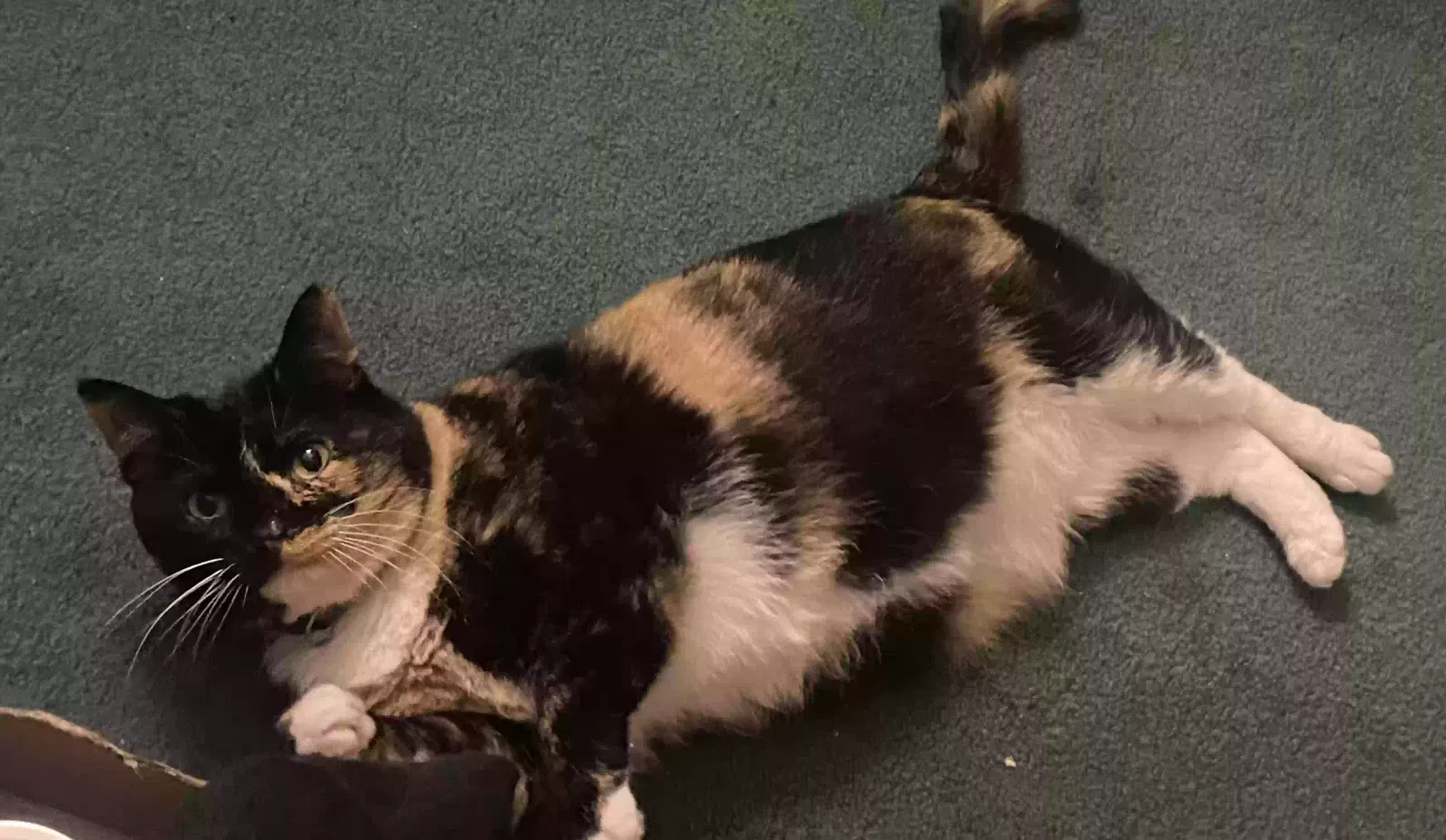 Lost cat in Vermilion, OH, 44089