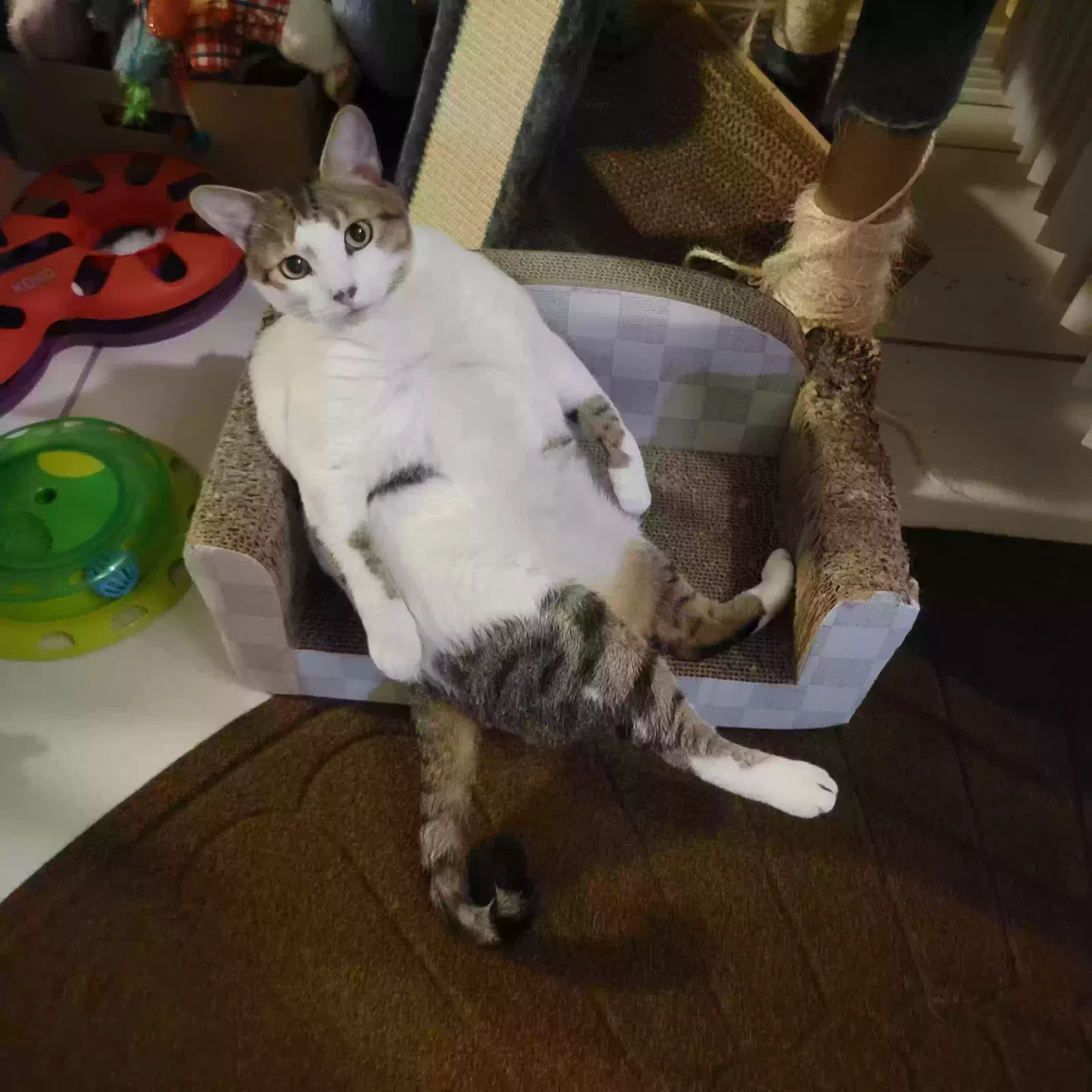 Lost cat in Boynton Beach, FL, 33436