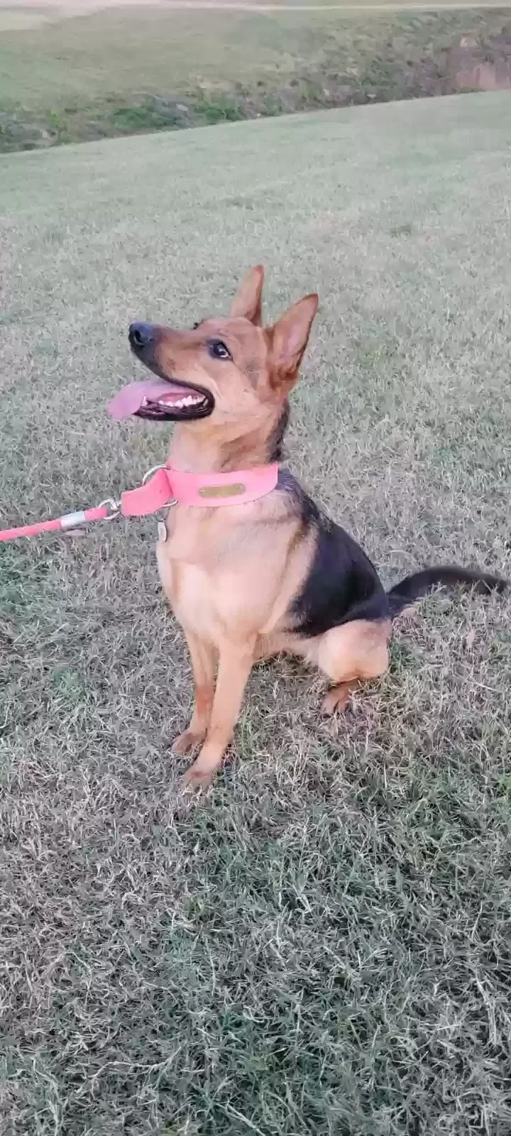 Lost dog in Memphis, TN, 38134