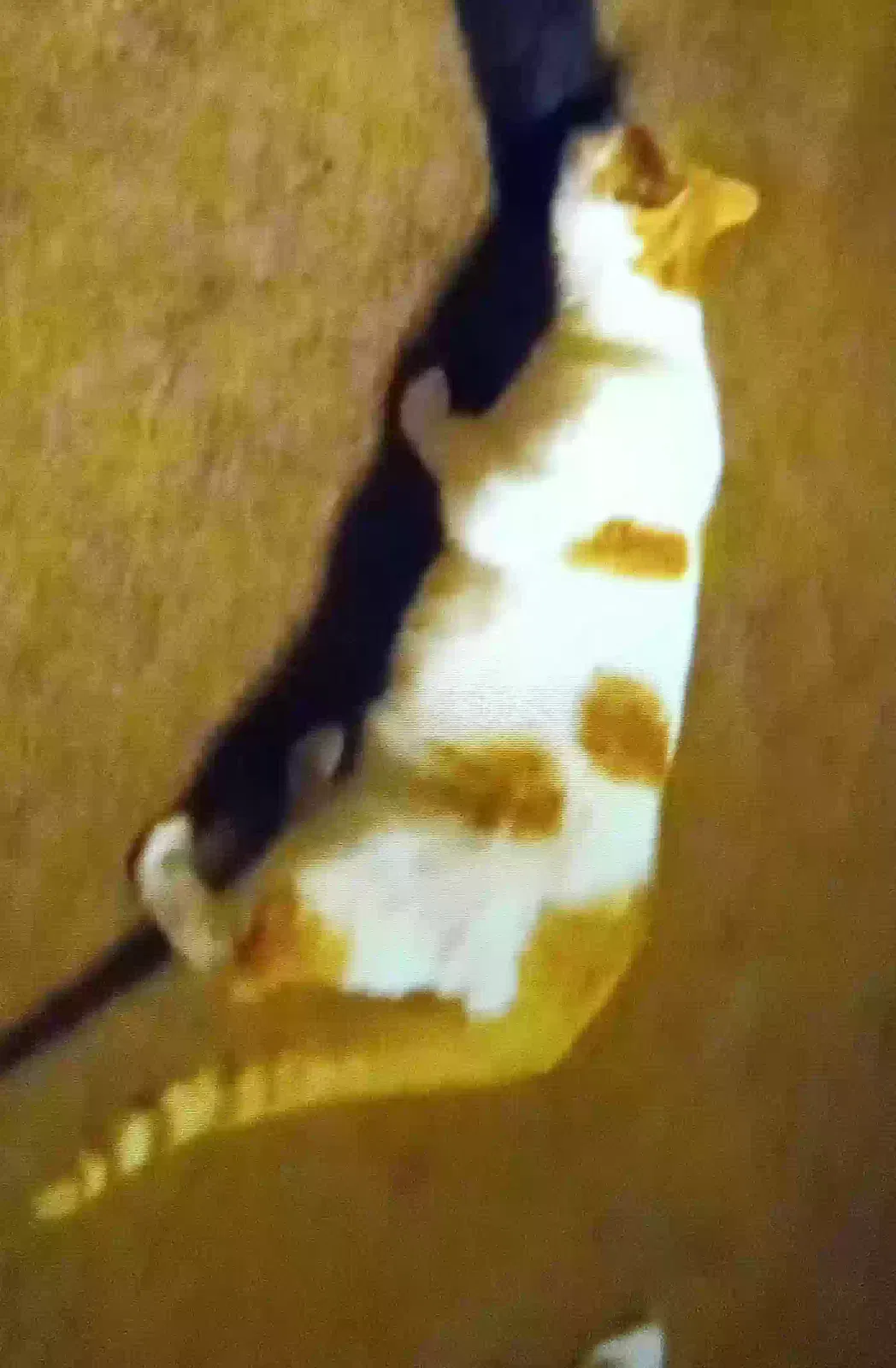 Lost cat in West Chester, OH, 45069