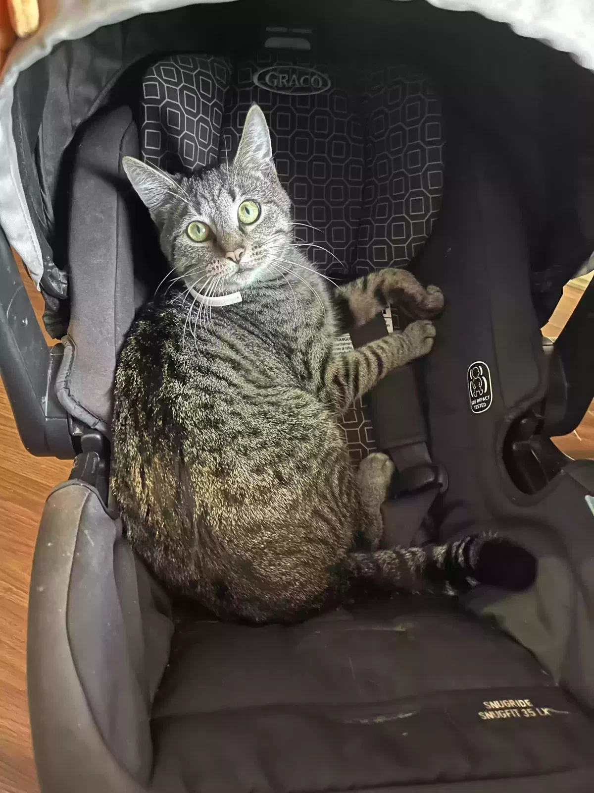 Lost cat in Bedford, IN, 47421