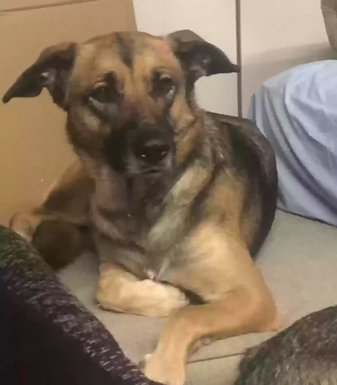 Lost dog in Fresno, CA, 93722