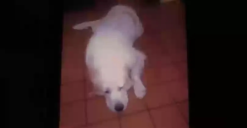 Lost dog in Canton, MS, 39046
