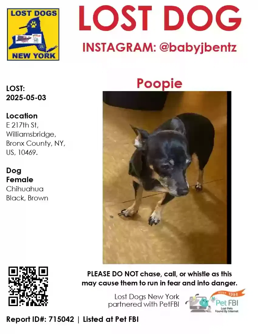 Lost dog in Bronx, NY, 10469