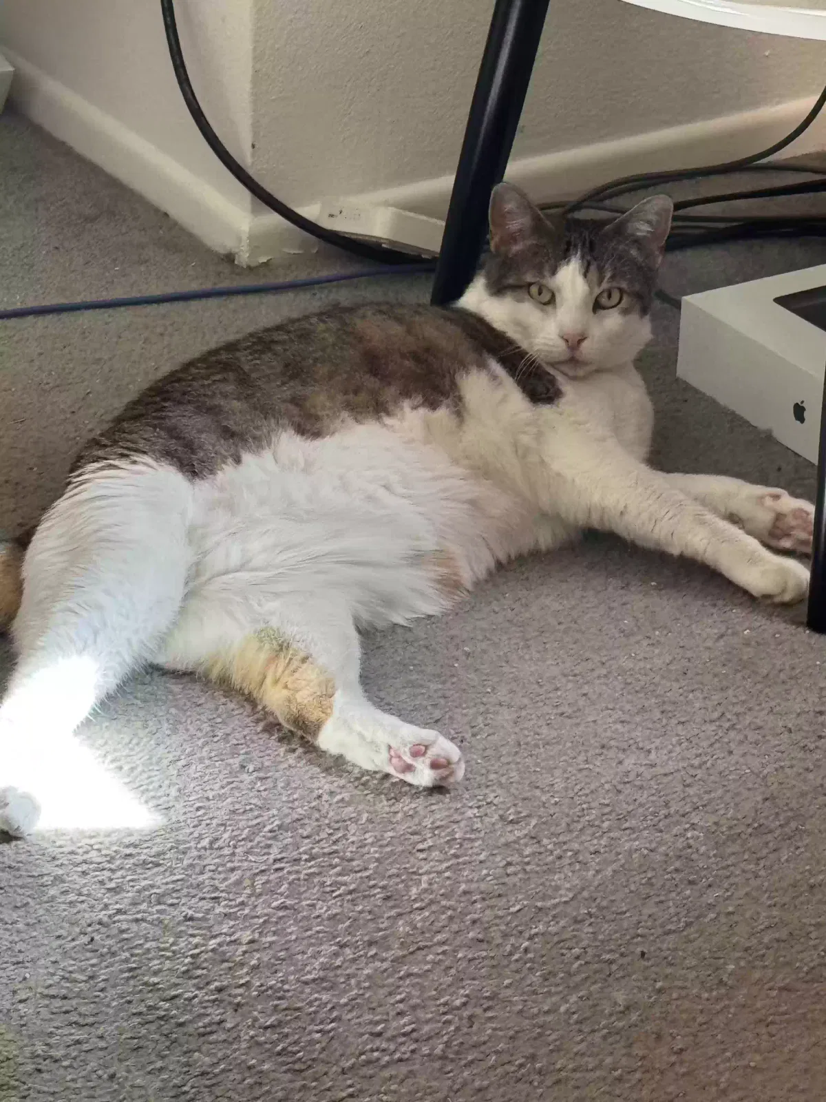 Lost cat in Los Angeles, CA, 90064