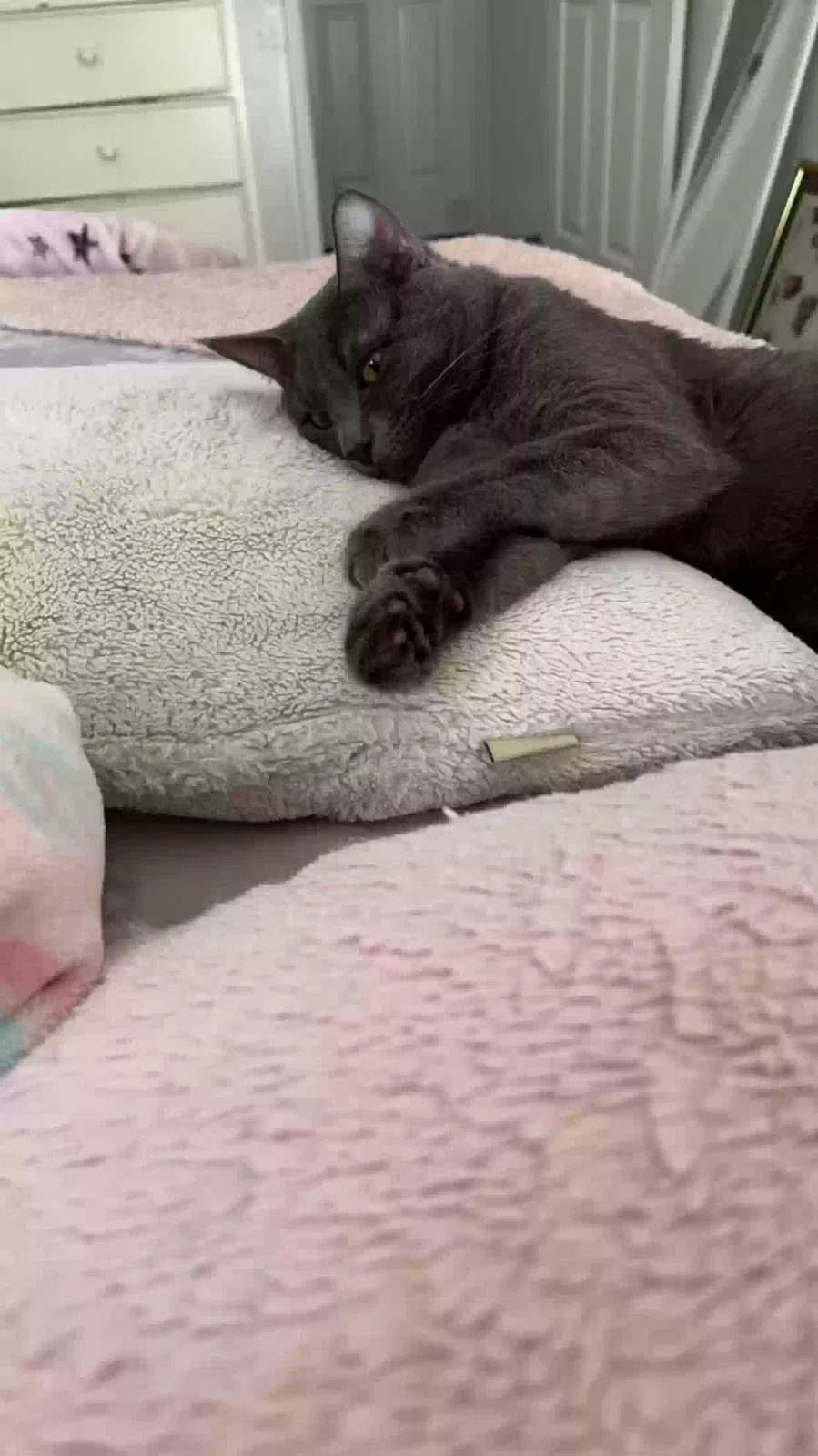 Lost cat in Concord, CA, 94520
