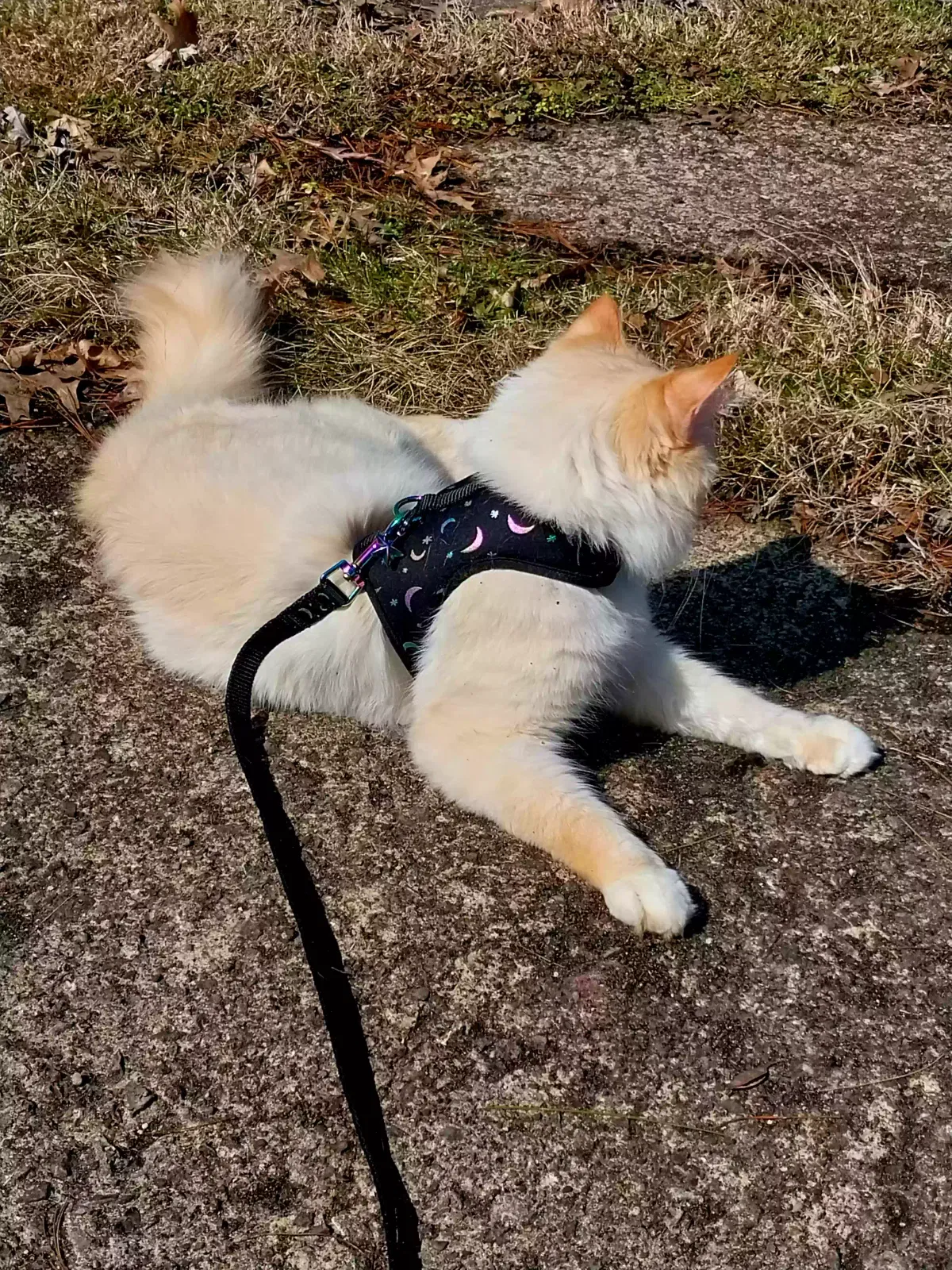 Lost cat in North Fort Myers, FL, 33917