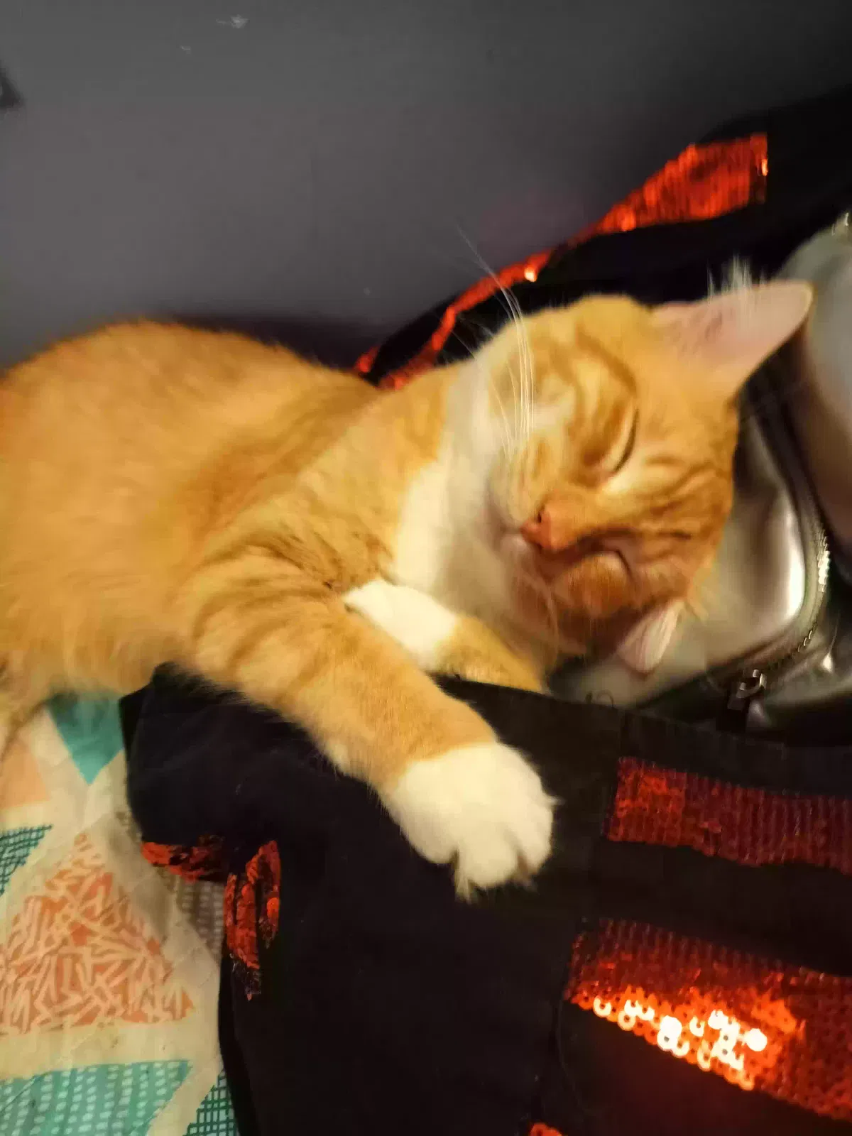 Lost cat in Gilbert, SC, 29054