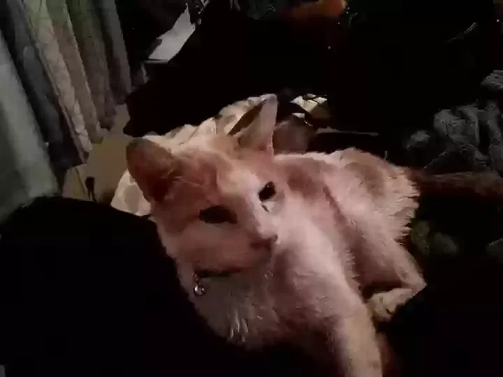 Lost cat in Sibley, MO, 64088