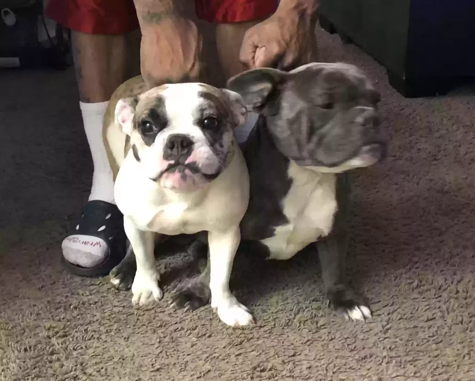 Lost dog in Hemet, CA, 92545