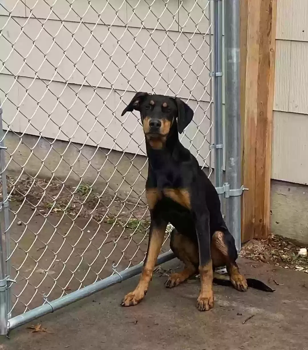 Found dog in Amarillo, TX, 79103
