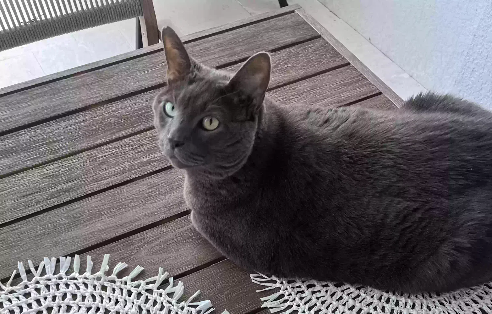 Lost cat in Winter Garden, FL, 34787