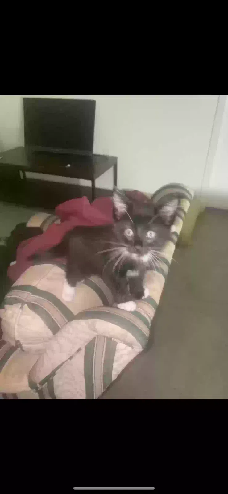 Lost cat in Long Beach, CA, 90813