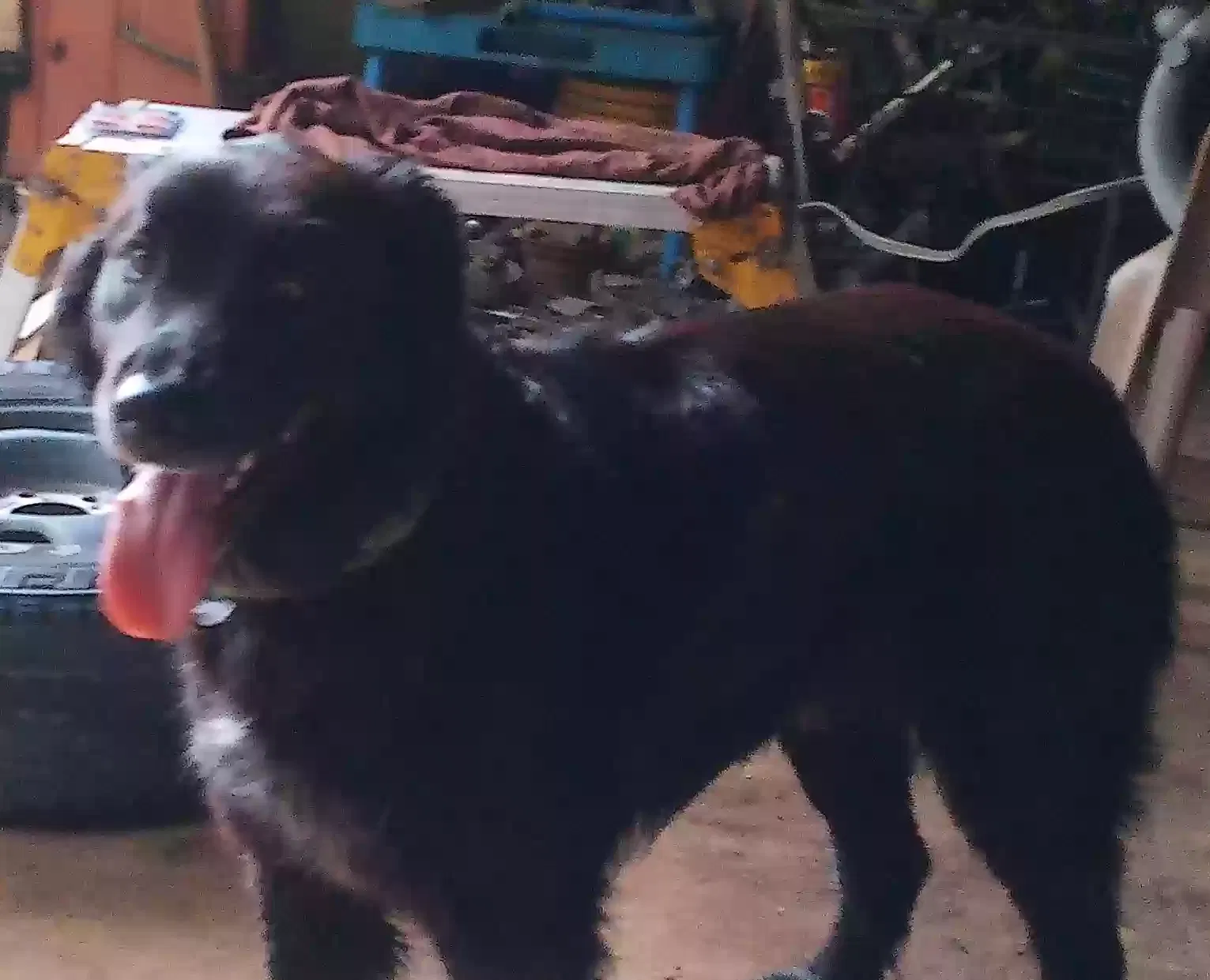 Found dog in Benton, TN, 37307