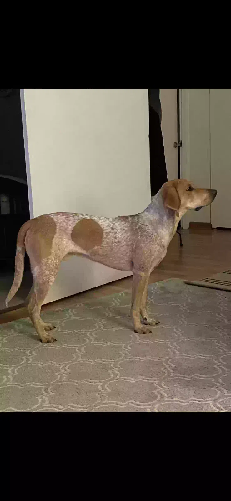 Lost dog in Chicago, IL, 60614