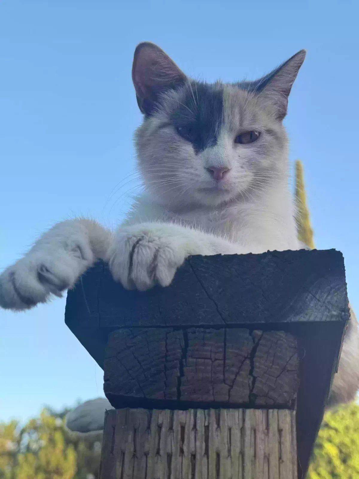 Found cat in San Jose, CA, 95121